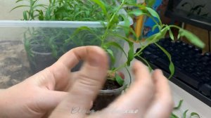 Прищипка, формирование черенков вегетативного алиссума