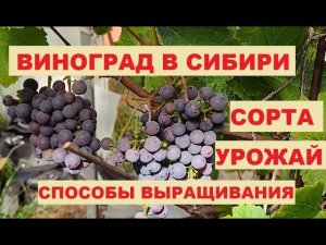 Виноград в Сибири. Сорта, уход, ошибки.