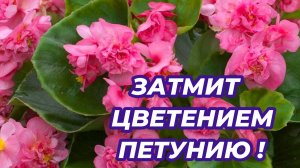 Этот ЦВЕТОК затмит цветением даже ПЕТУНИЮ! Цветет все лето. Посадите - не пожалеете