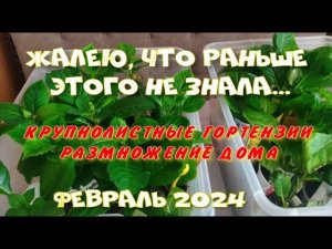 ГОРТЕНЗИЯ КРУПНОЛИСТНАЯ ЗИМОЙ В КВАРТИРЕ. (февраль)