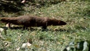 Рикки Тикки Тави