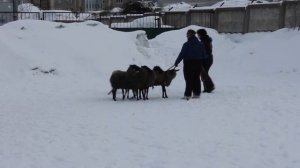 австралийский хиллер Joker Show Gavana