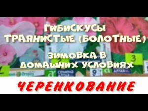 ГИБИСКУС БОЛОТНЫЙ. ЗИМОВКА. ЧЕРЕНКОВАНИЕ