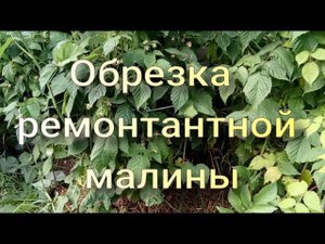 Как обрезать ремонтантную малину летом