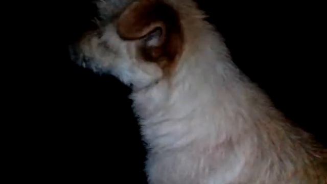 Просто дворняга на улице.mongrel