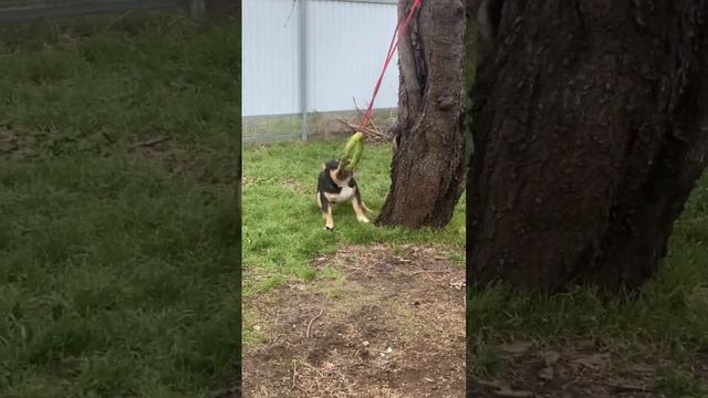 Папка нашего семейства на тренировке. #шок #амбуллищенки #амбуллироссия #амбулликраснодар #амбули смотреть онлайн