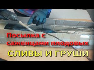 ПОСЫЛКА ИЗ РУССКОГО ОГОРОДА. СЛИВЫ И ГРУШИ