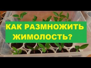 Как размножить жимолость?