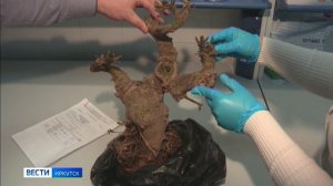 Дерево бонсай без сопроводительных документов попытался ввезти в Иркутск гражданин Вьетнама