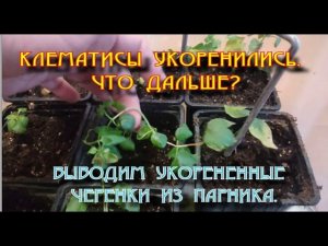 КЛЕМАТИСЫ ПОСЛЕ УКОРЕНЕНИЯ.