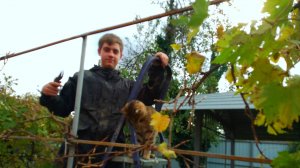 Обрезаем ВИНОГРАД. И не только... 29.10.24