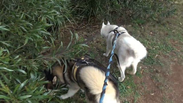 Ready for moms house clearance & Wolf went to the vet смотреть онлайн