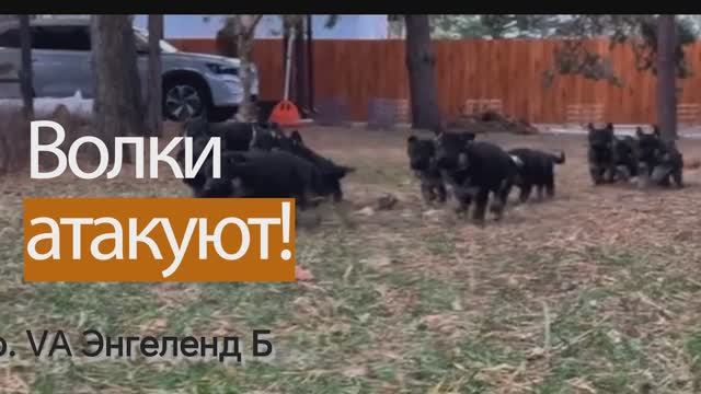 Волки атакуют!