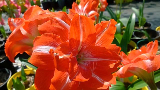 Как хочется надежного плеча смотреть онлайн