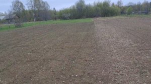 01.05.24 . Сравнение участка после двух лет фацелии и картошки.