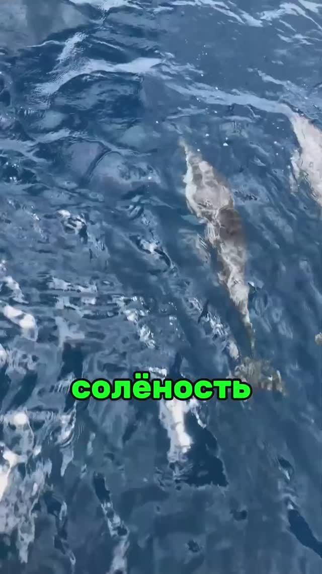 Почему Море Солёное? Ответ, Который Удивит Тебя! #мертвоеморе #наука
