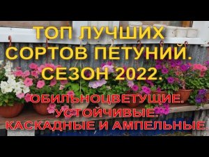 ТОП самых лучших петуний сезона 2022 г.