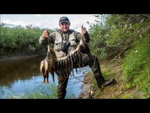 Пуд окуня за восемь с половиной минут