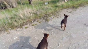 Австралийский келпи щенки 4 месяца первый самостоятельный выход на выпас. учимся работать.