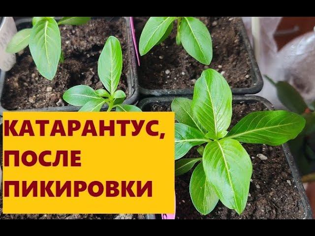 Катарантус после пикировки.
