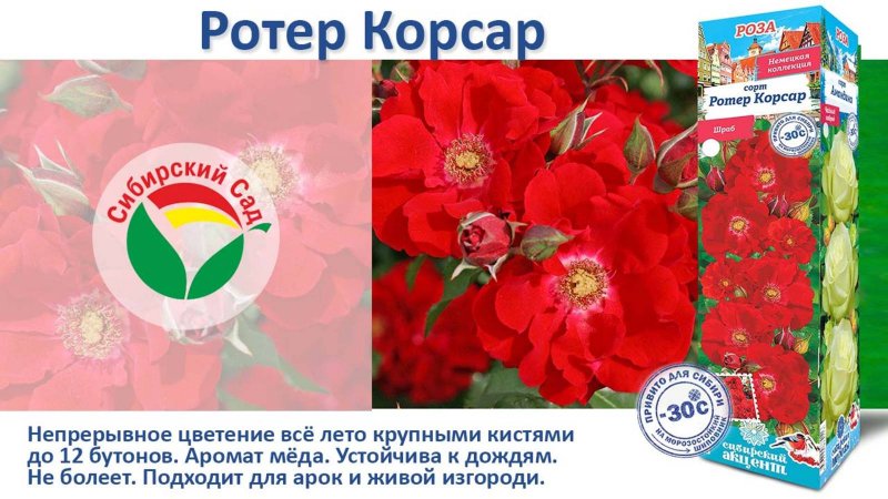 Роза Ротер Корсар (Шраб) от Агрофирмы "Сибирский сад"