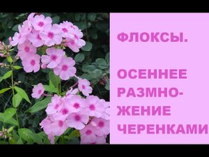 Размножение флоксов осенью
