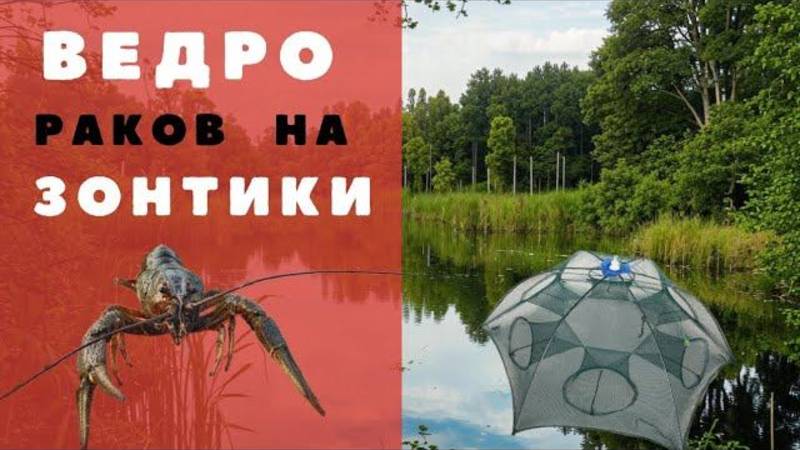 Местные рассказали на что ловить рака, в этом пруду. Как приготовить рака. Ловля раков на раколовки.