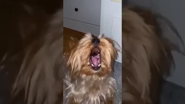 йоркширский терьер 😊 маленькая собачка 🐕 смотреть онлайн
