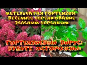 ГОРТЕНЗИЕВЫЙ ВИРУС. ЧЕРЕНКУЮ МЕТЕЛЬЧАТУЮ ГОРТЕНЗИЮ ЗЕЛЕНЫМ ЧЕРЕНКОМ.