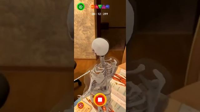 4Д анатомия мышцы