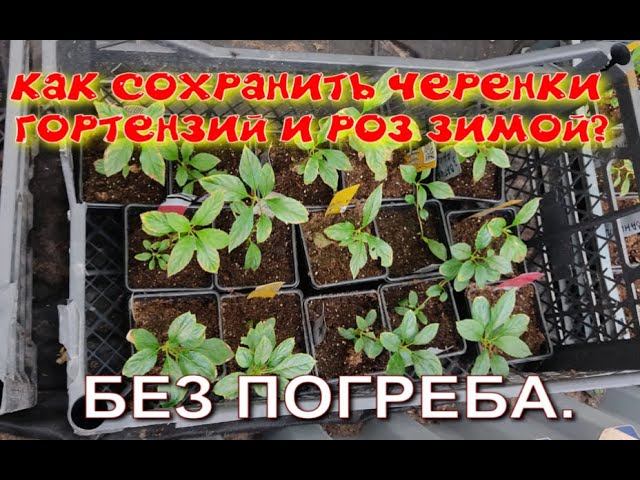 Как сохранить черенки гортензии зимой?