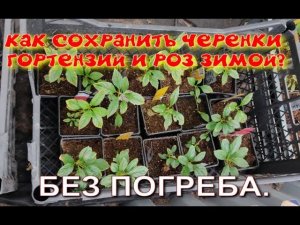 Как сохранить черенки гортензии зимой?