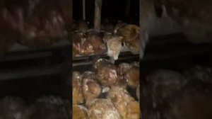 Птицеферма курей несушек Ломан Браун