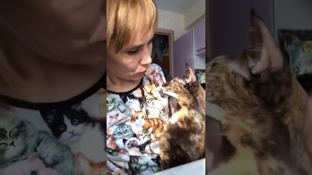 Обнимашки #ориенталы #кошка #ориентальнаякошка #cat #animals