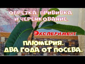 Плюмерия  Обрезка и черенкование. (Ч.2)