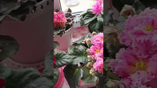 Лучшие сортовые фиалки нашей коллекции. Вот такая красота у нас на кухонном подоконнике 💖🌺🌸💐
