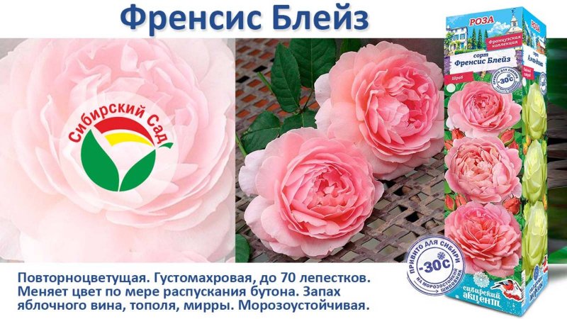 Роза Френсис Блейз (Шраб) от Агрофирмы "Сибирский сад"