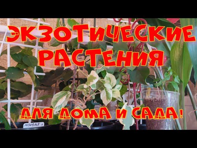 ЭКЗОТИЧЕСКИЕ РАСТЕНИЯ В МОЕЙ КОЛЛЕКЦИИ.