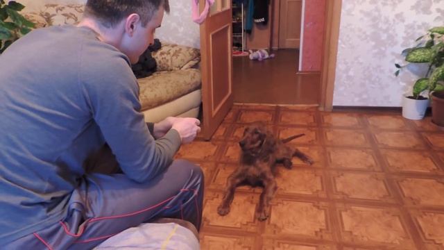 Джессика псих)))Irish setter смотреть онлайн