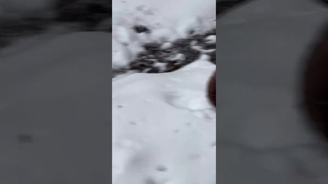 РЕАКЦИЯ КОТА НА ШАПКУ/СМОТРЕТЬ ДО КОНЦА #видеоприколы #коты смотреть онлайн