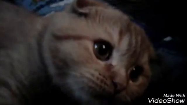 Кошка загадка смотреть онлайн