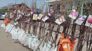 СКНП. Выбор саженцев   не дай себя обмануть