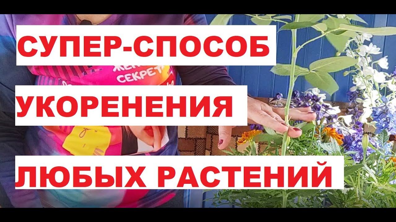 Как укоренить любое растение?