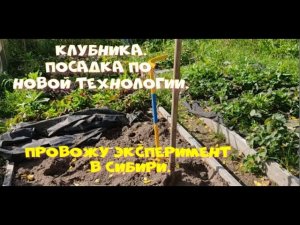 Клубника.  Посадка по новой технологии.  Плюсы и минусы