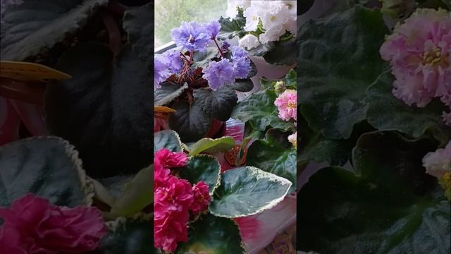 Наши обожаемые сортовые фиалочки 🌺 Всё время радуют пышным цветением и создают дома атмосферу чуда!
