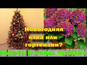 Новогодняя елка или гортензии?