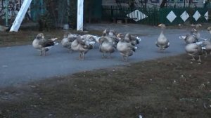 Бойцовые гуси