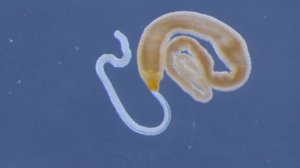 Facts: Ribbon Worms (Nemertea)