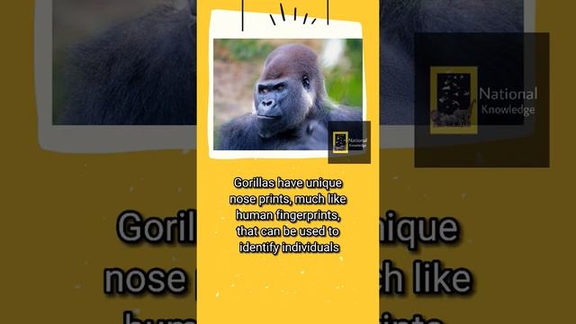 Gorillas 🦍 #gorilla #animal  #information #geography