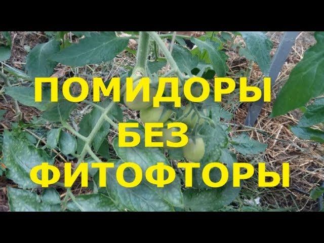 ФИТОФТОРА ПОМИДОР. ЧЕМ ОБРАБОТАТЬ ОТ ФИТОФТОРЫ? НАРОДНЫЕ СРЕДСТВА ОТ ФИТОФТОРЫ.